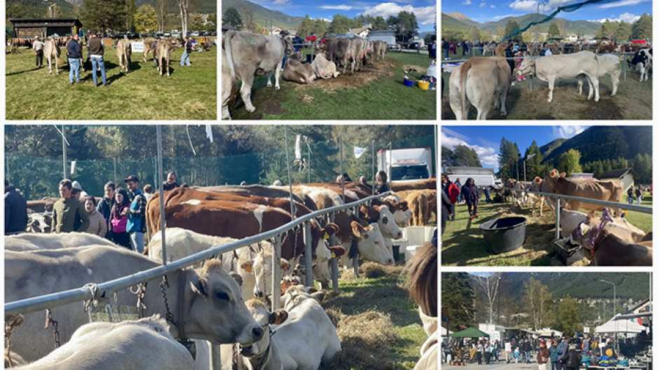 43ª Mostra Bovina della Valle Vigezzo: sole, pubblico e tradizione a S. M. Maggiore