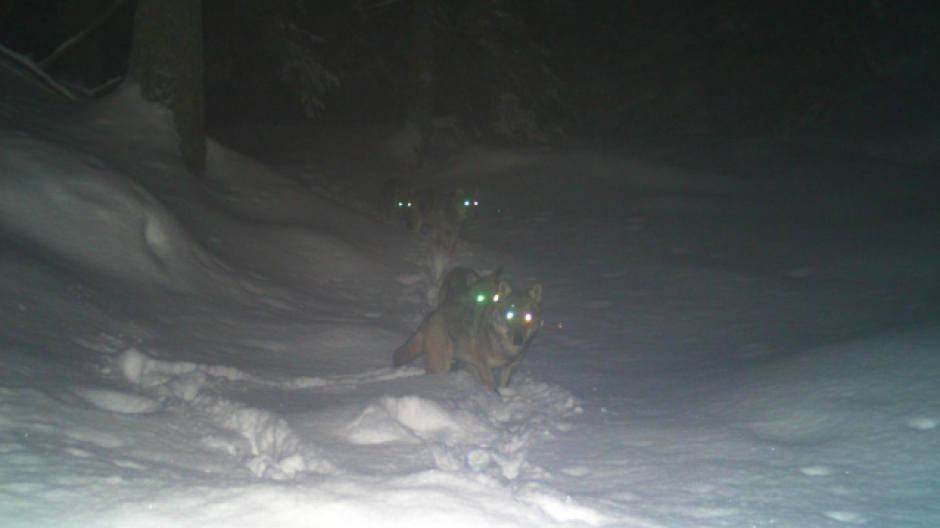 Nel VCO vivono almeno 49 lupi: i monitoraggi raccontano il ritorno del predatore 