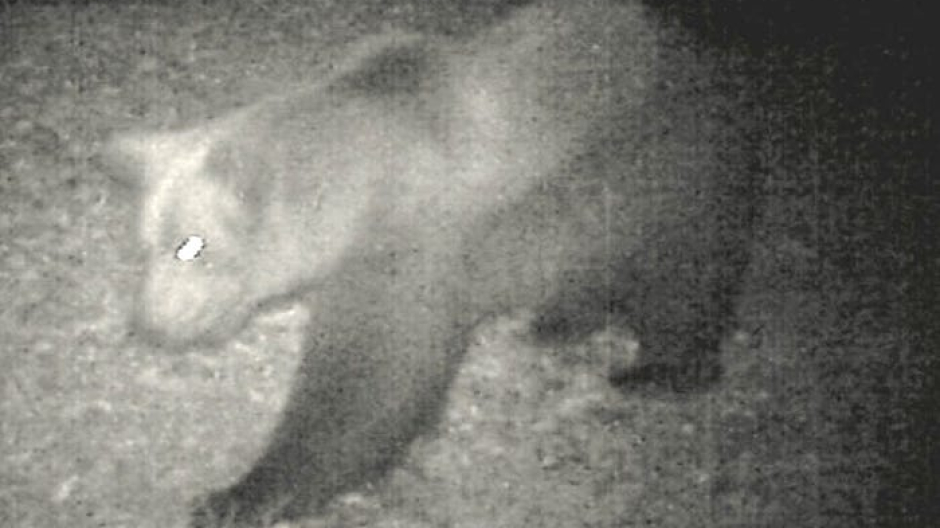 Possibile nuovo orso in Val Grande, ma il Parco conferma: c’è solo M29