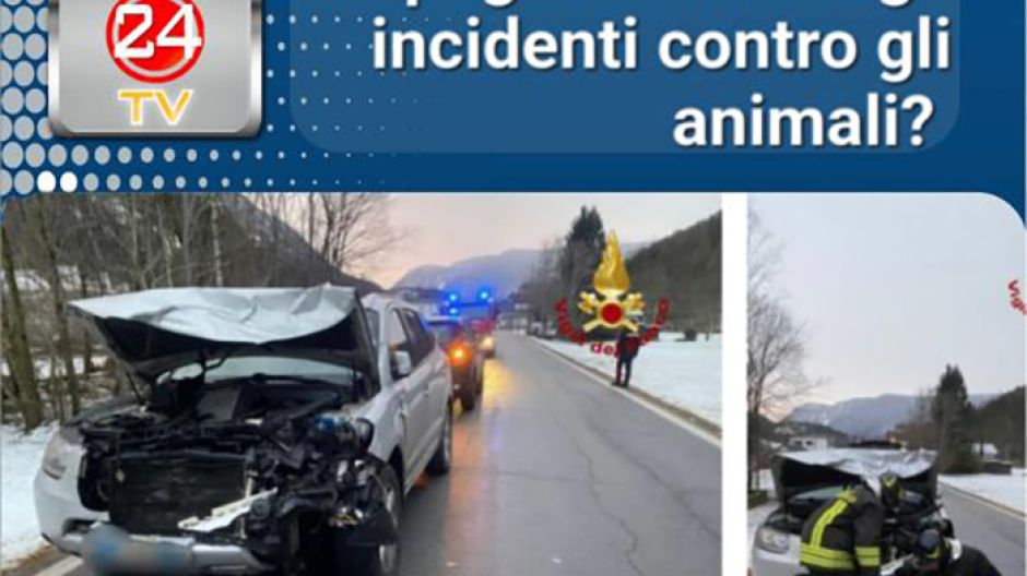 Prima videopuntata di Libertà: si parla di incidenti con animali e pagamento danni