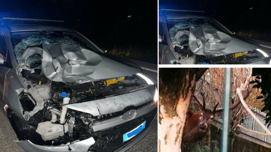 Cervi in amore, sale il rischio incidenti sulle strade ossolane: 18 tratti segnalati