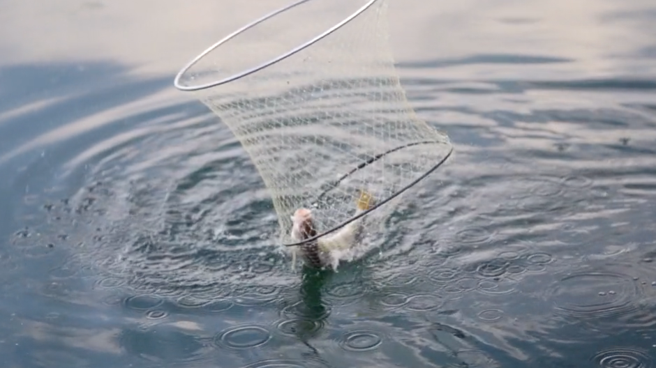 Lago Maggiore, stop al “live sonar”: pesca più equa e rispettosa