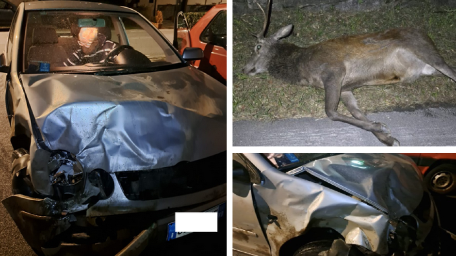 Cervi ancora in strada: nuovo incidente a Varzo, automobilisti salvi per un soffio