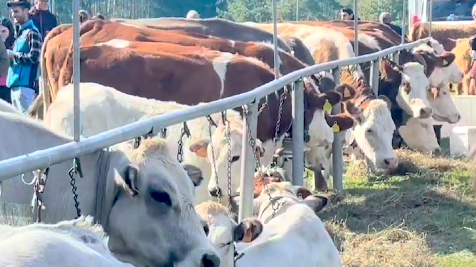 Mostra Bovina della Valle Vigezzo: tutti i vincitori 