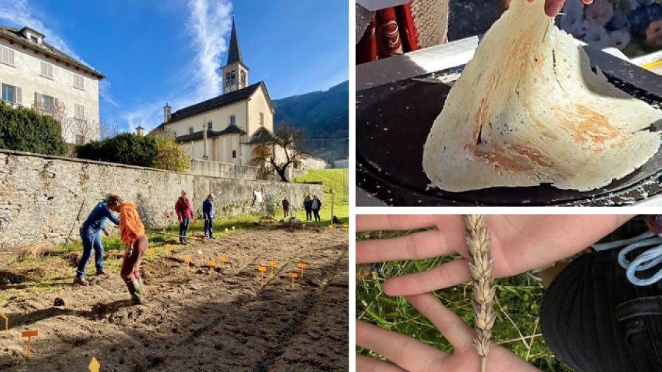 Runditt a km zero: la Valle Vigezzo riscopre il suo grano