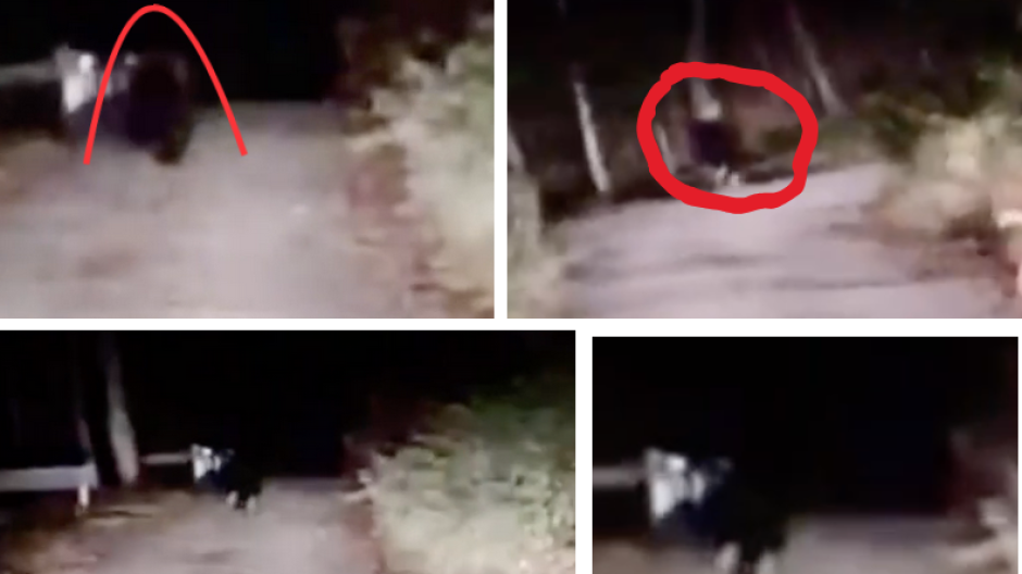 L'orso M29 ancora sveglio?  Il video a Trontano