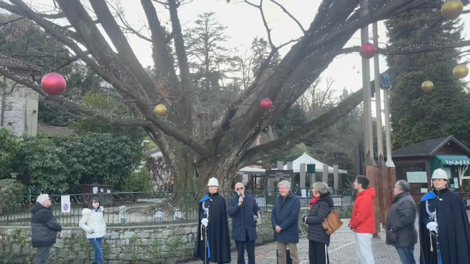 La grande quercia di Villa Taranto si illumina per il Natale