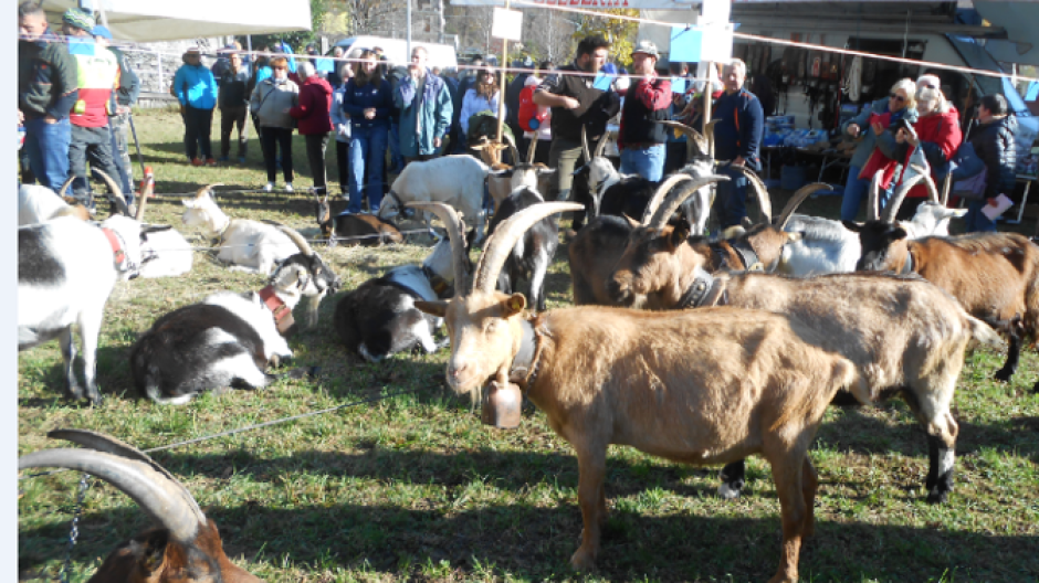 Baceno: capre e lupi 