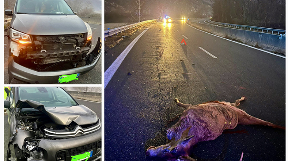 Incidente con un grosso cervo in superstrada. Quattro auto coinvolte, nessun ferito