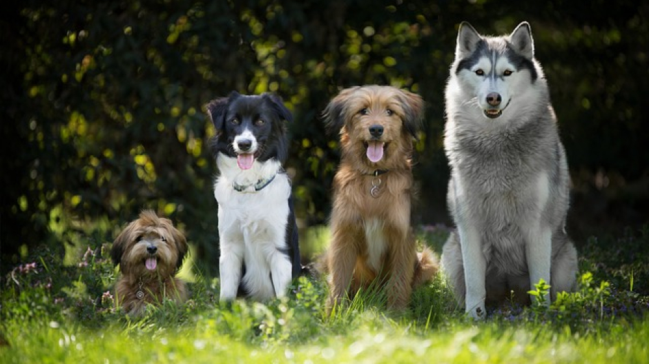 Verbania: corsi gratuiti per proprietari di cani e volontari