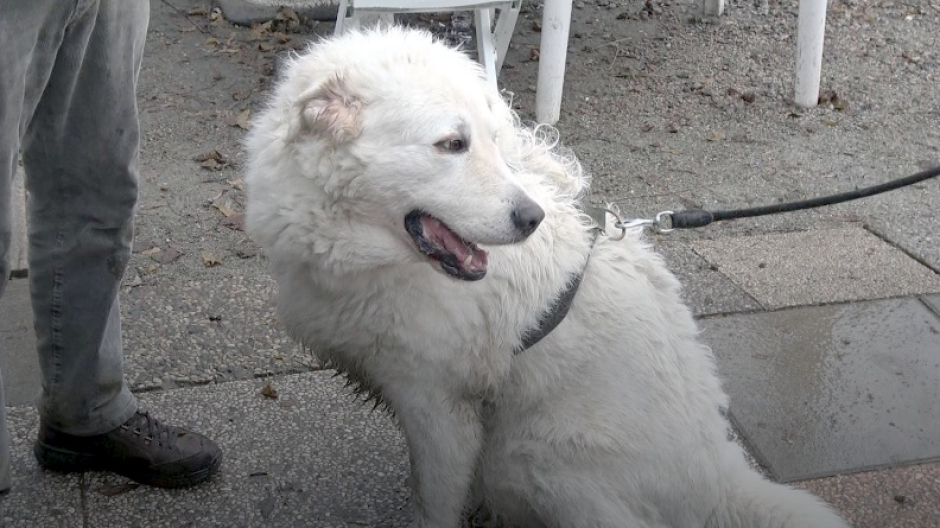 Una raccolta fondi per salvare Edera, pastore maremmano abbandonato e malato