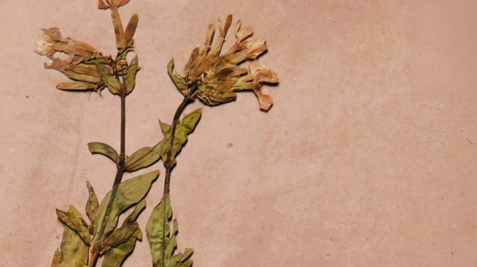 Nell'archivio del Cai uno studente trova un erbario dell'Ottocento