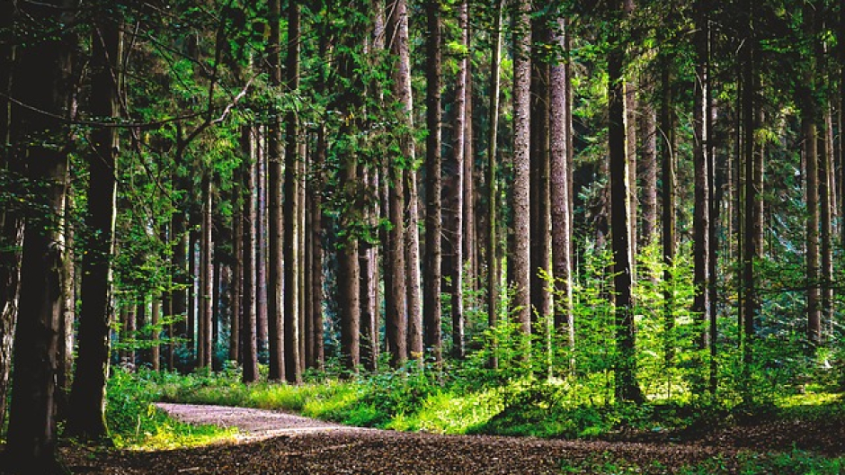 Gestione foreste, la Regione stanzia 12 milioni di euro 