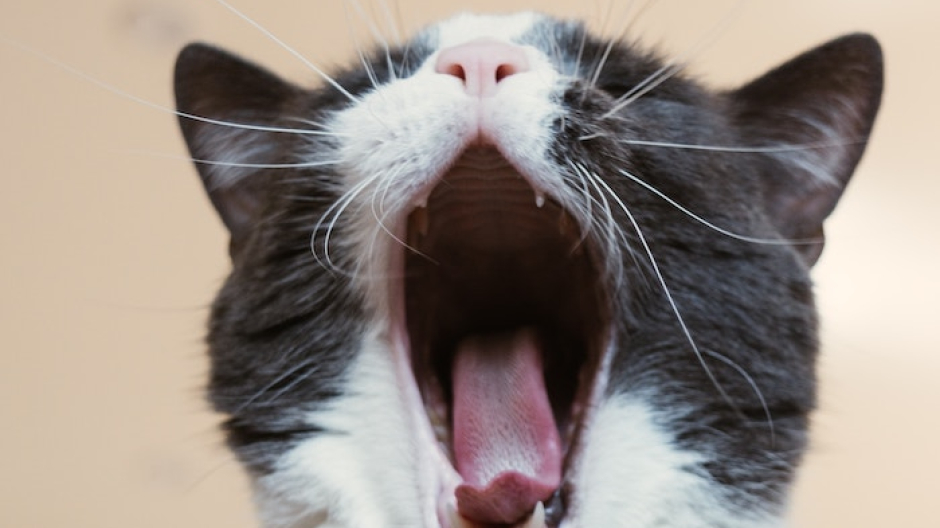 Chip gratuiti per i gatti di Verbania. L'iniziativa del Comune 