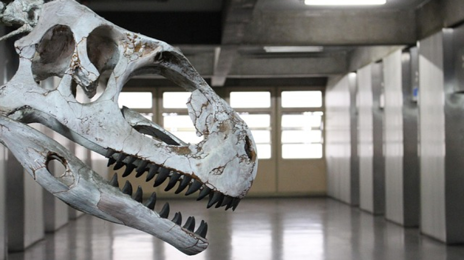 “Fossili urbani”, a Domodossola incontro tra scienza e curiosità