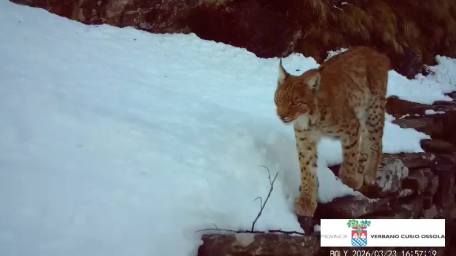 Ossola, il ritorno della lince: un video mostra il ‘fantasma delle foreste’”