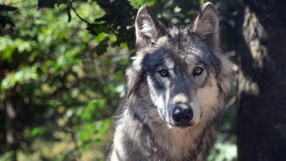 Ornavasso: incontro sul lupo solo per i residenti, interviene un’associazione