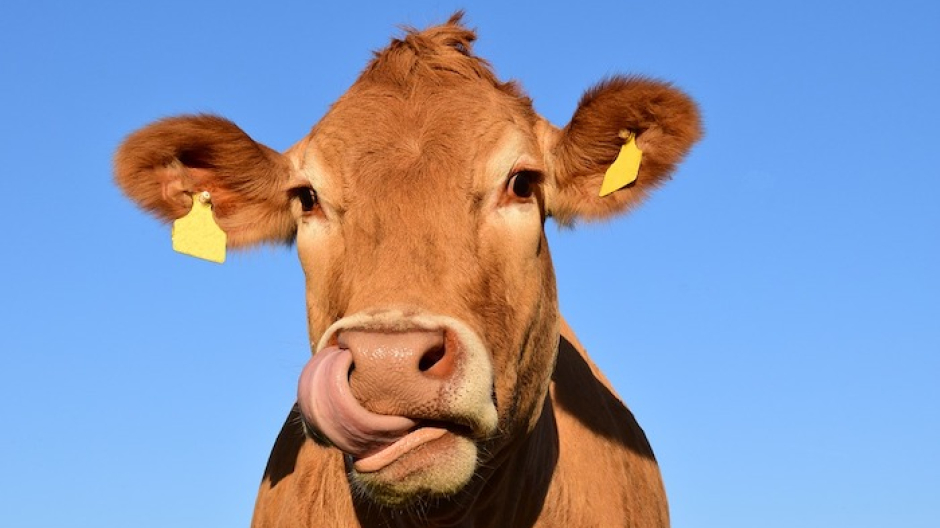 La festa dello Scarghè a Crampiolo