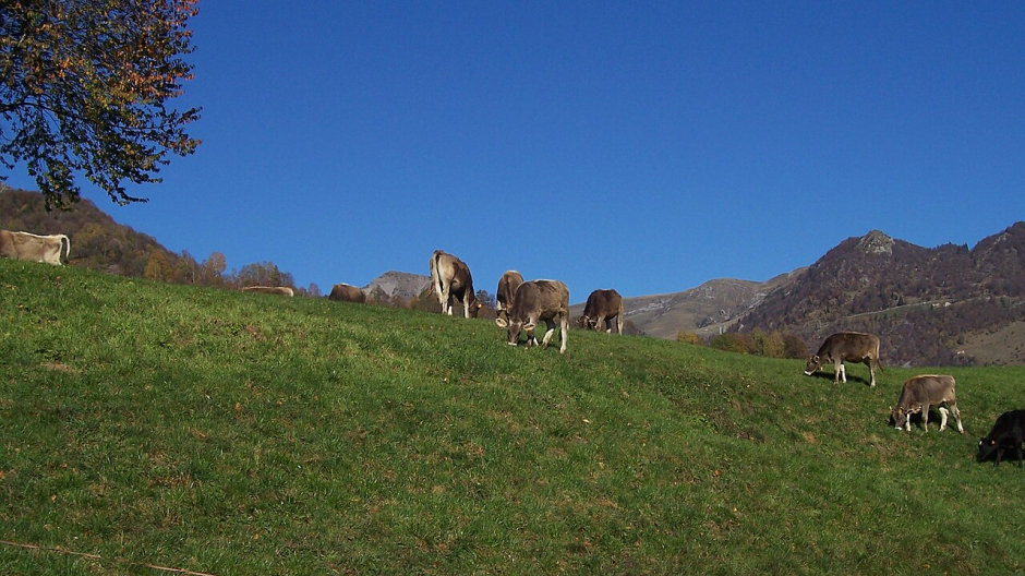 Estate in alpeggio, cercasi volontari: arriva il progetto Pasturs 