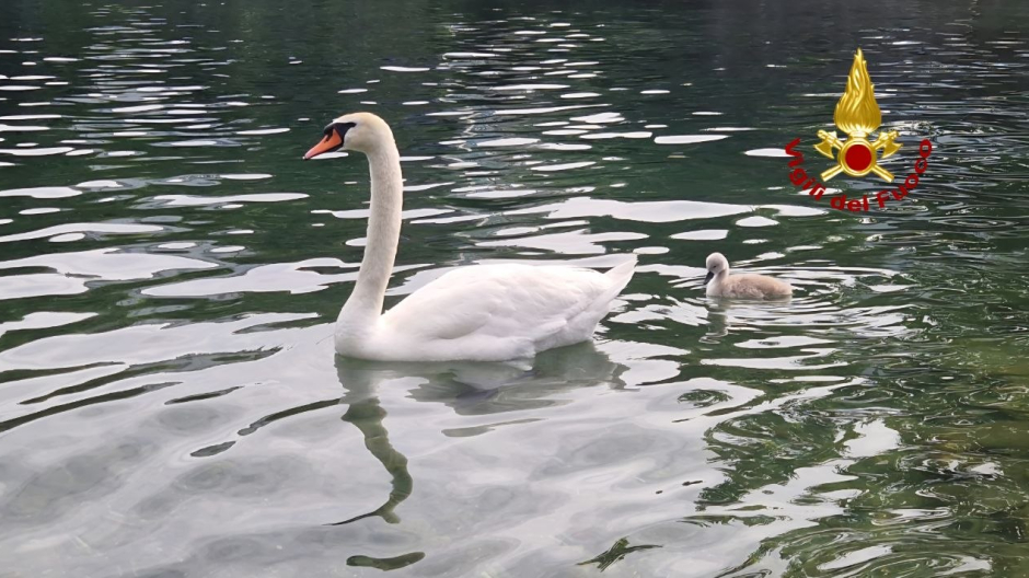 Piccolo cigno resta intrappolato, salvato dai vigili del fuoco