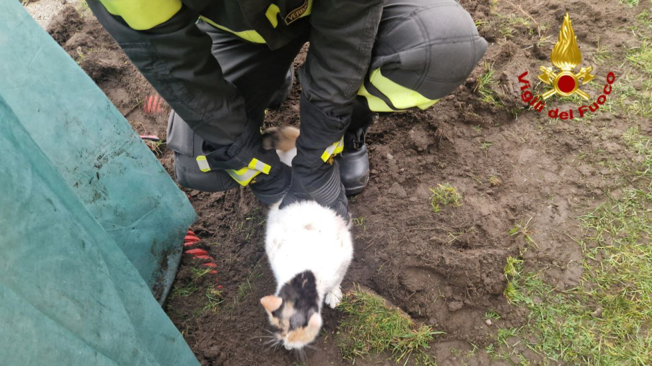 Gattina di tre anni intrappolata in un tubo e salvata dai vigili del fuoco