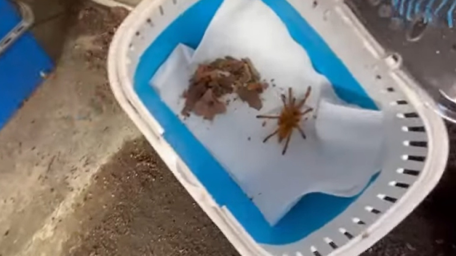 Una tarantola africana nascosta tra le foglie secche