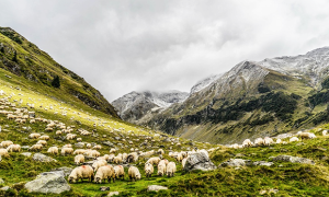 montagna nuvole pecore