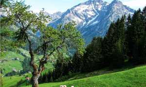montagna panorama albero