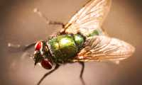 mosca