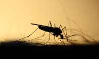 mosquito 3860900 640