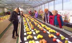 mostra pomologica villdossola