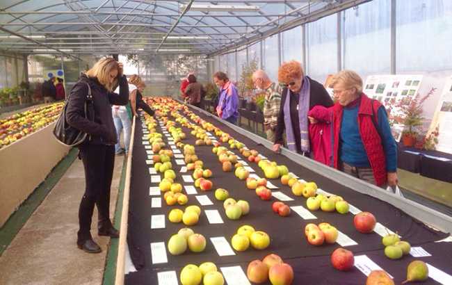 mostra pomologica villdossola