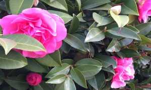 mostracameliaGozzano700