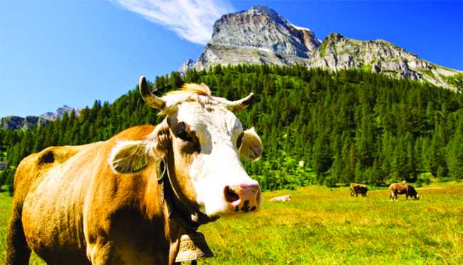 mucca monte leone parco veglia