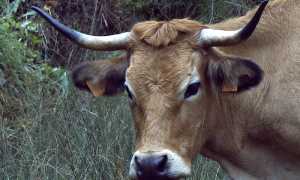 mucca