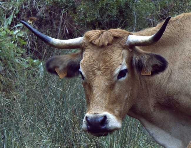 mucca