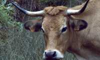 mucca
