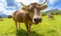 mucca vacca prato