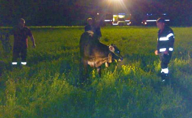 mucca vigili fuoco