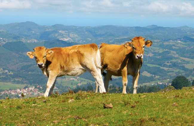 mucche prato vacche montagna