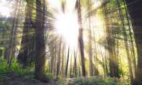 nature 2576033 640