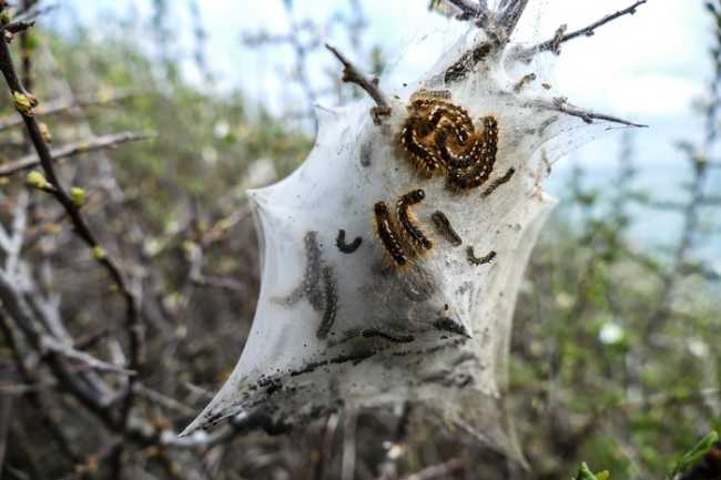 nido processionaria