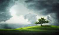 nuvole albero