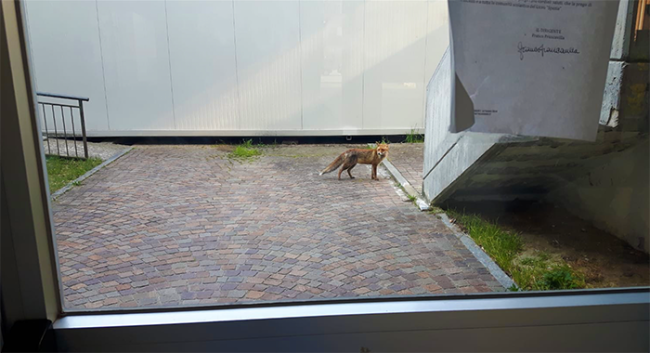 ok volpe scuola liceo spezia copia