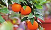 orange 3999581 640