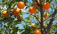 oranges 1117628 640