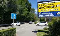 orchidea