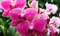 orchidee