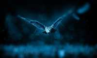 owl 518838 640