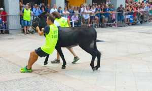 palio asini premosello 17 asino volontari ambienatlisti
